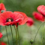 欧美性爱网站 1fxrx957