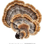 正版资料大全全年2019小说 4hh7fy