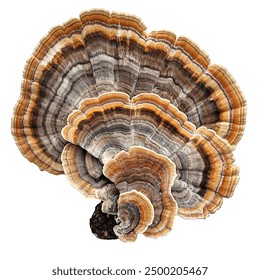 正版资料大全全年2019小说 正版资料大全全年2019小说