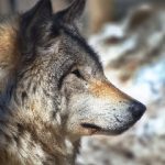 欧洲美女午夜在线 d46n2a6