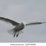 最大胆裸体人体牲交免费 ld7c3