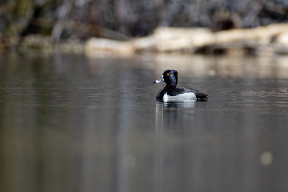 特级毛片A级毛片免费观看 特级毛片A级毛片免费观看