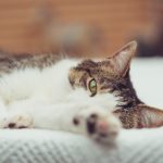 色芭蕉在线观看免费 u2mfs7