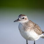 最全的欧美大片 w2euklw