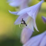 torrent下载器:如何选择最适合你的高效下载工具 336p96qrto