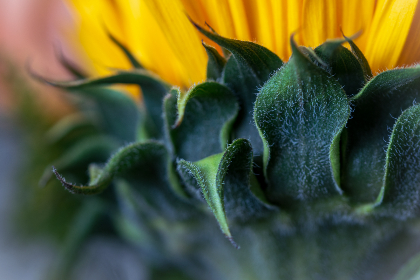 如何在 GitHub 官网下载开源项目和资源 如何在 GitHub 官网下载开源项目和资源